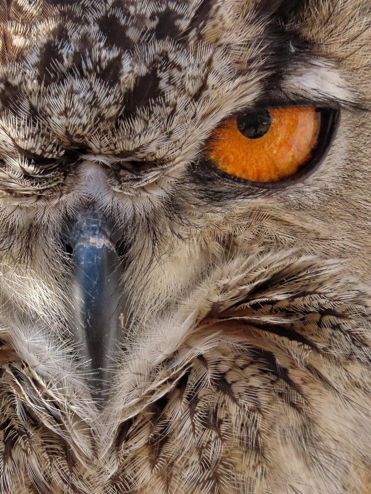 If looks could kill
