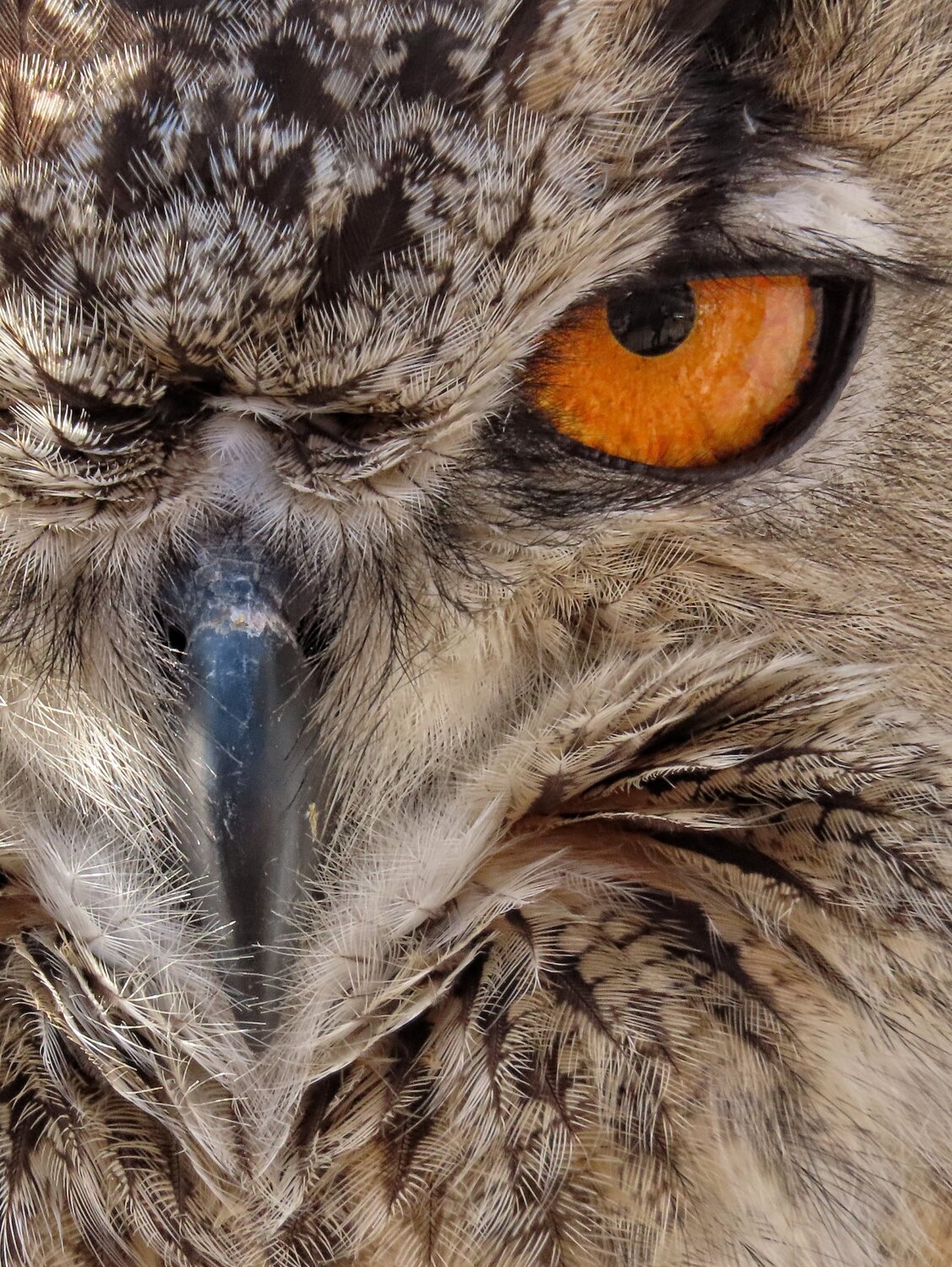 If looks could kill