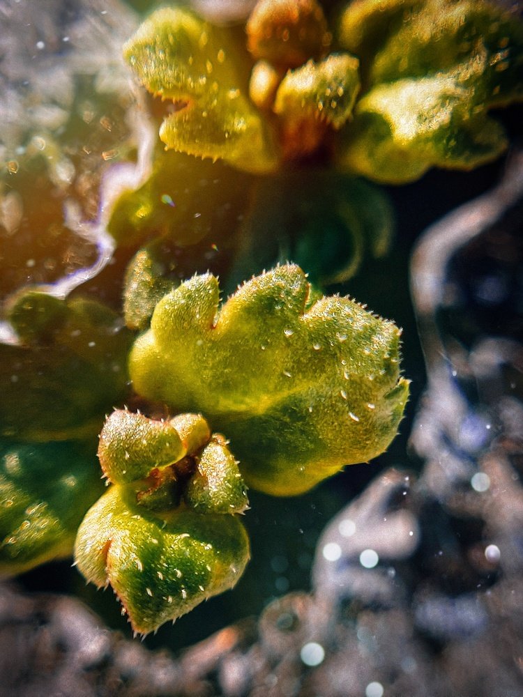 Photograph by Диана Молчанова