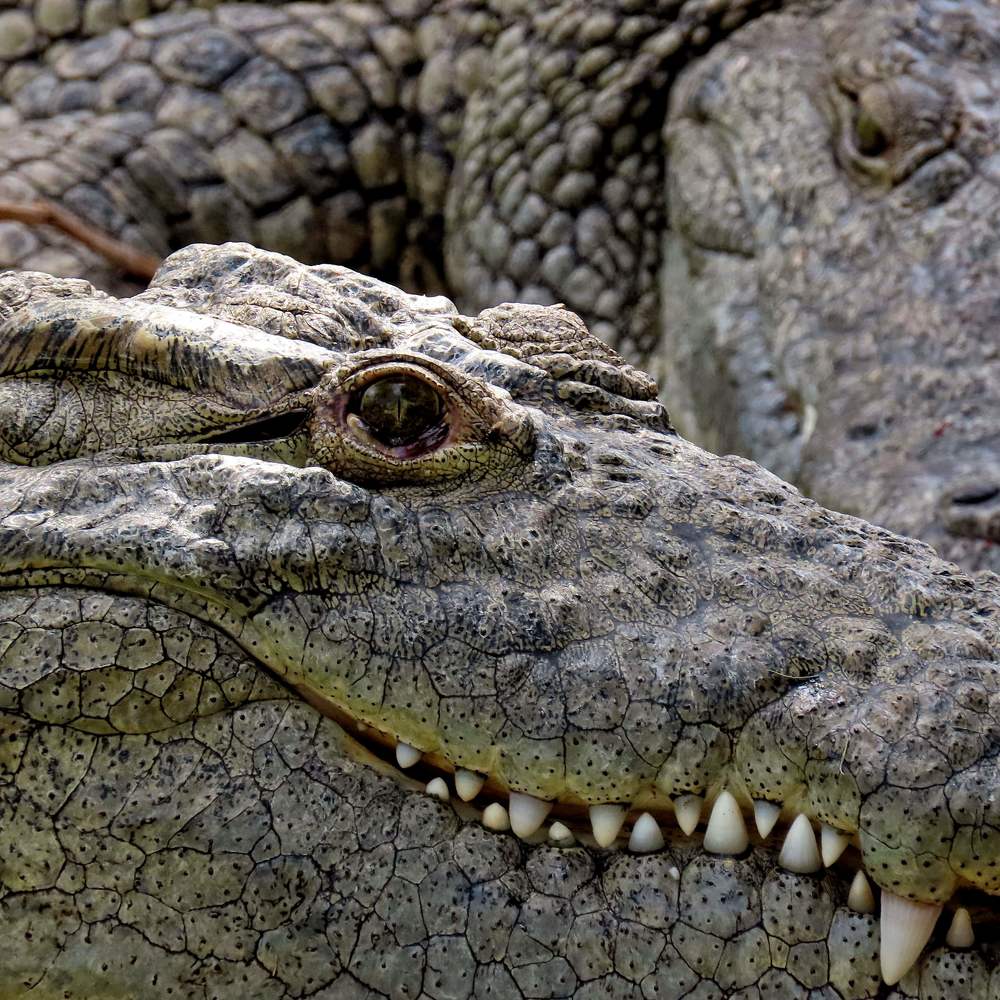 In a while crocodile