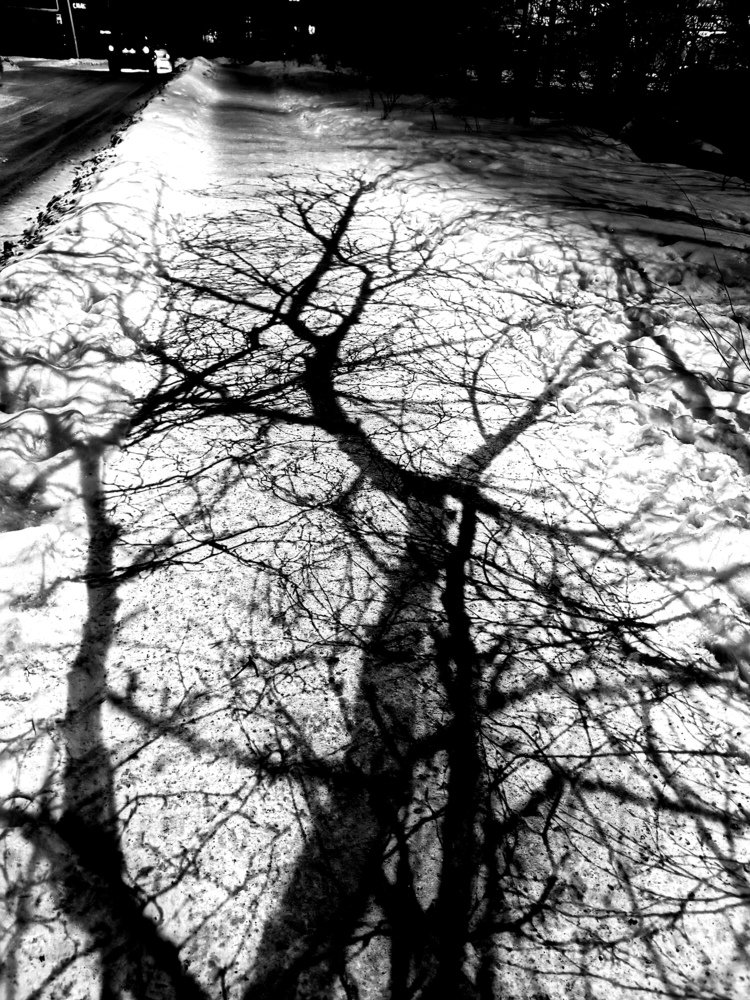 Дерево на снегу