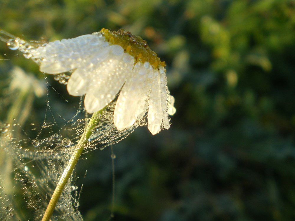 Photo #4287786