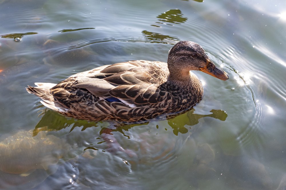 Photograph by Irina Stanislavskaya