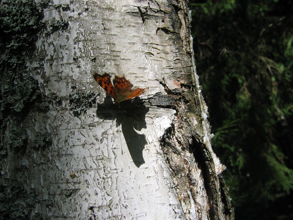 Photograph by Сергей Лобозов