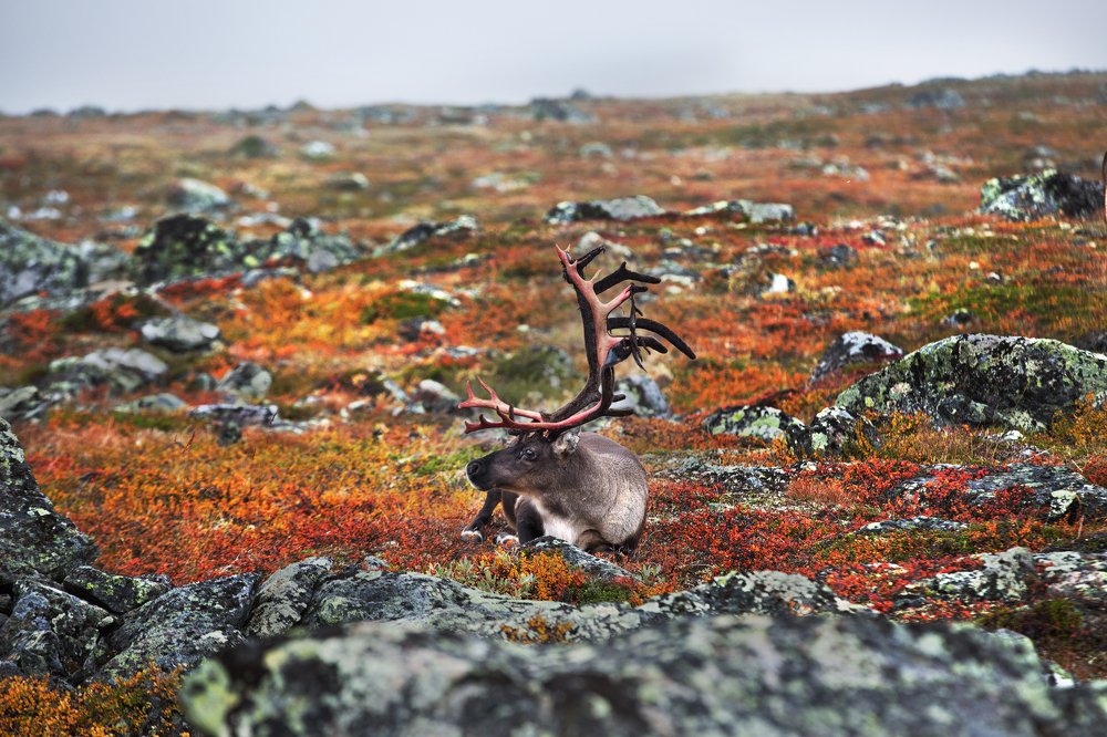 Photograph by Владимир Куцый (Vlad Kutsey)