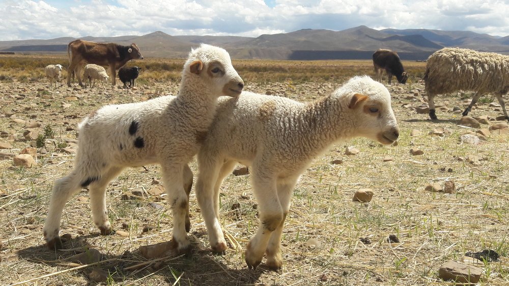 Photo #4289079