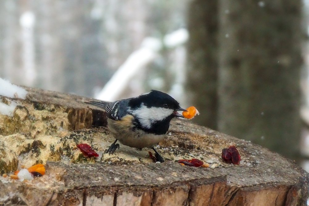Фотография автора Olena Vorotyntseva