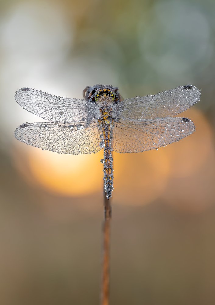 Краски  нового  дня