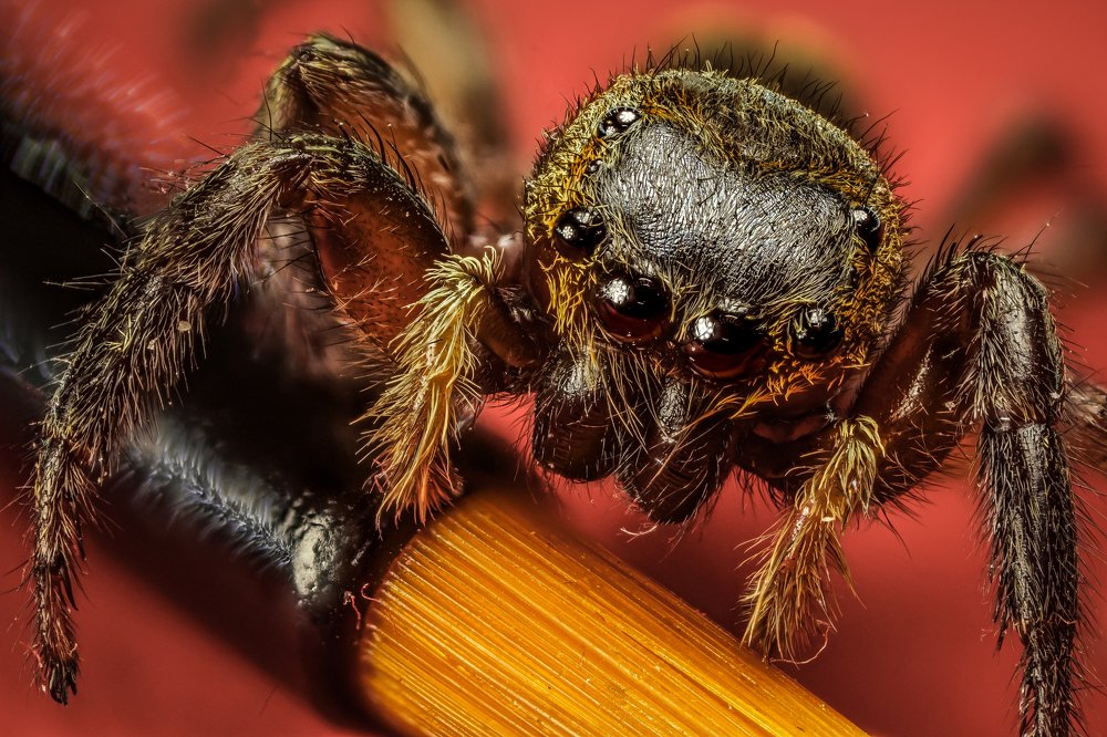 Salticidae
