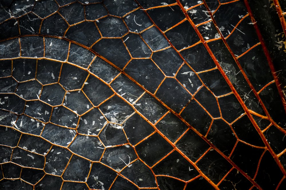 Photograph by Norberto Martínez