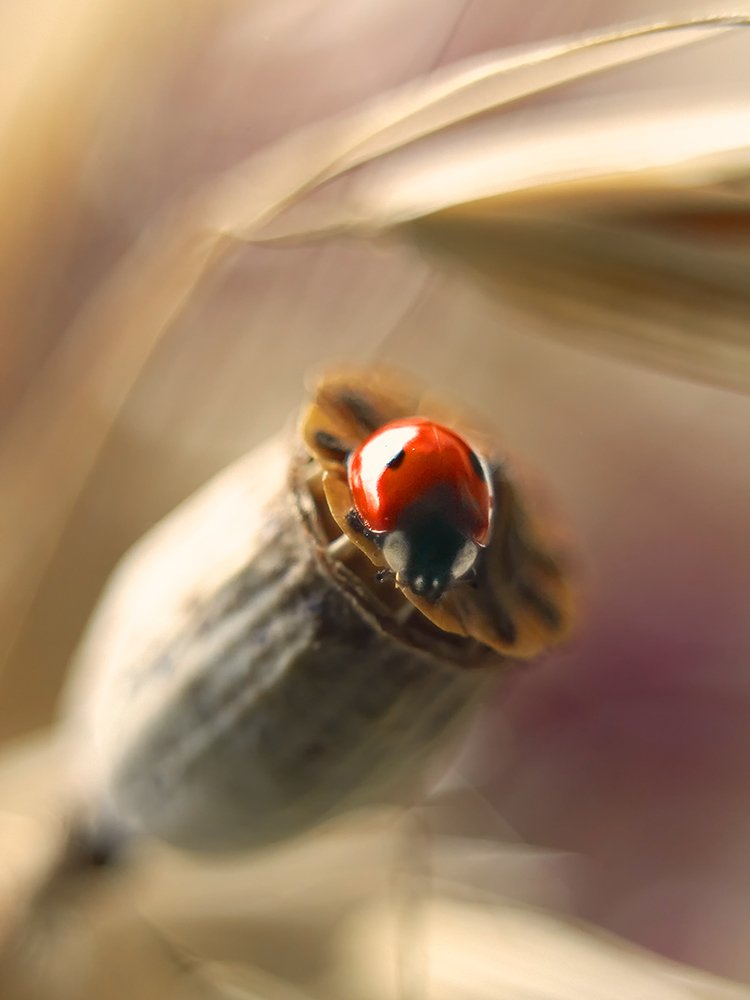 Photograph by Екатерина Бокова