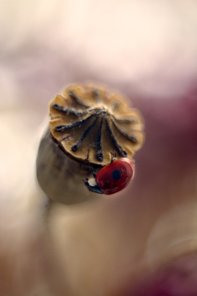 Photograph by Екатерина Бокова