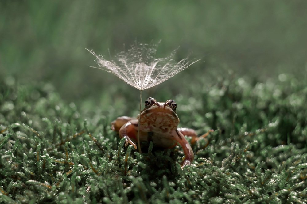 животный мир