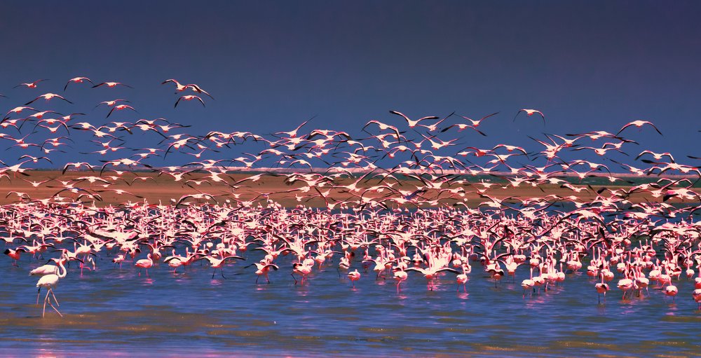 Flamingos of Namibia