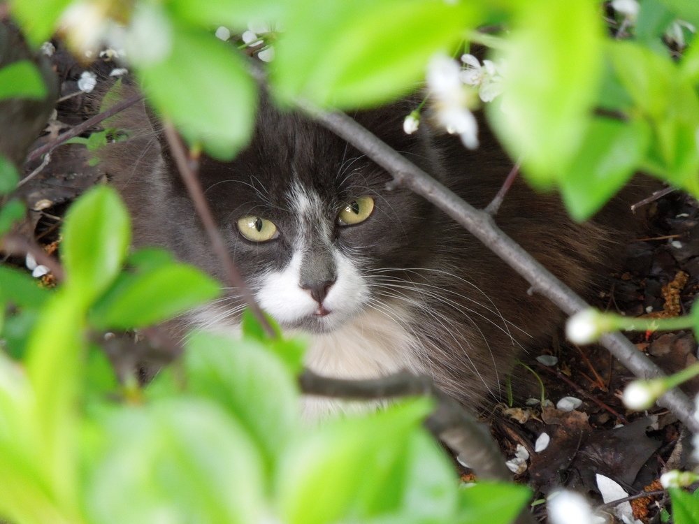 Photo #4289465
