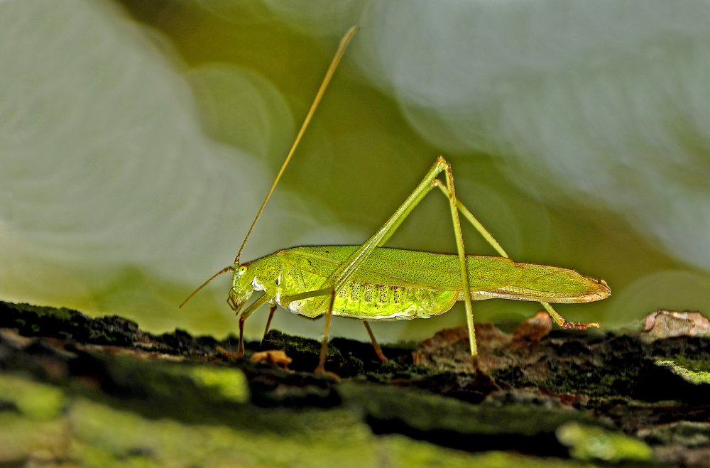 Фотография автора Антип