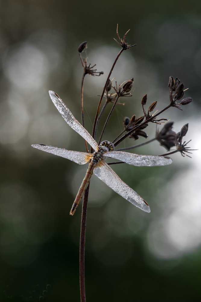 Photograph by Игорь ФУММ