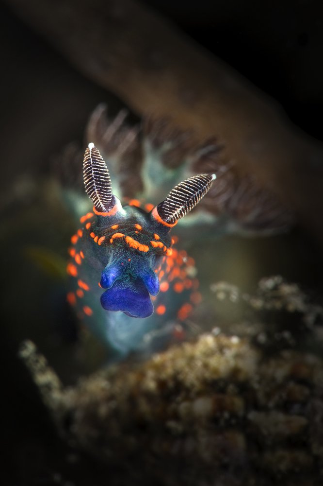 Nudibranch Nembrotha sp., juvenile