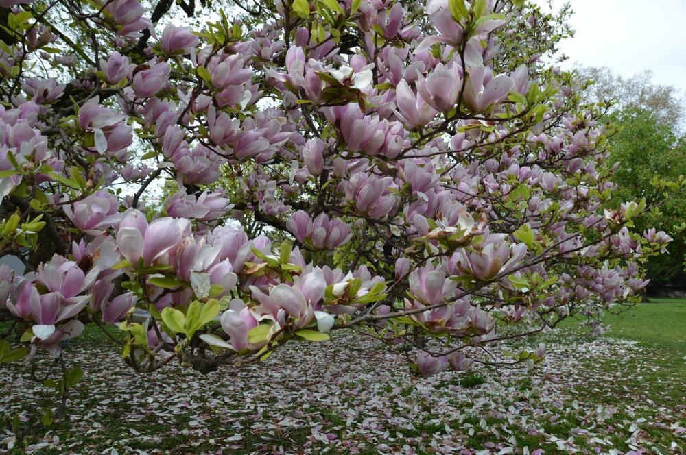 Магнолия