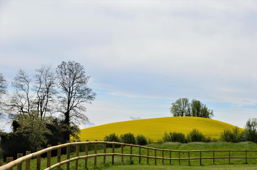 Рапсовое поле