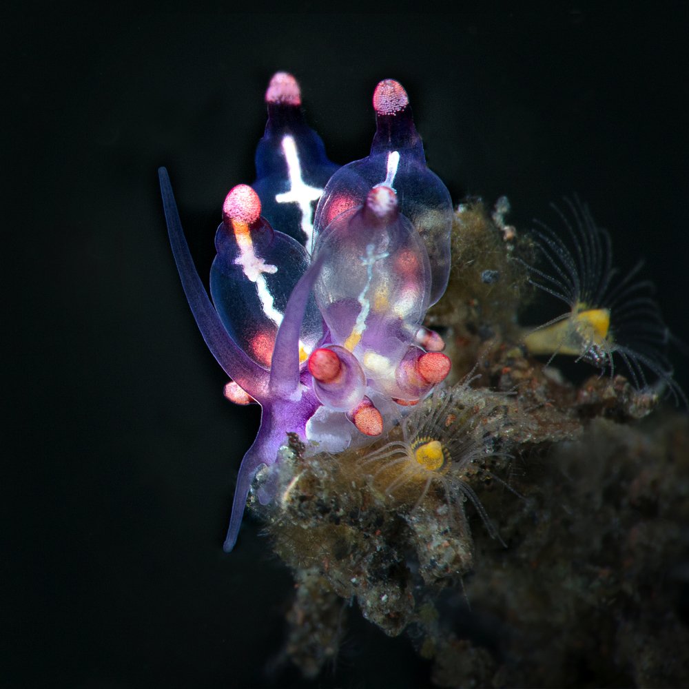 Photograph by Oksana Maksymova