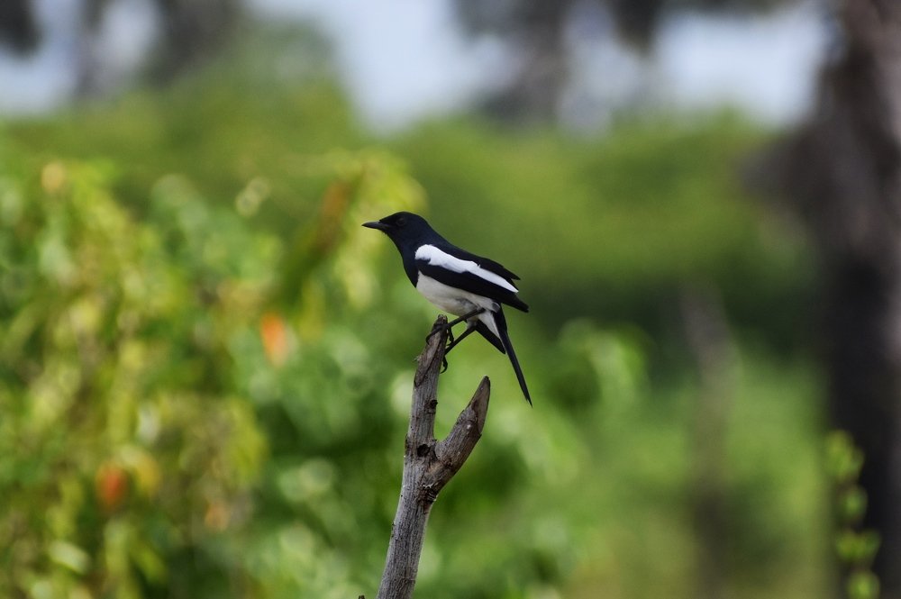 Madagascan magpie  robin