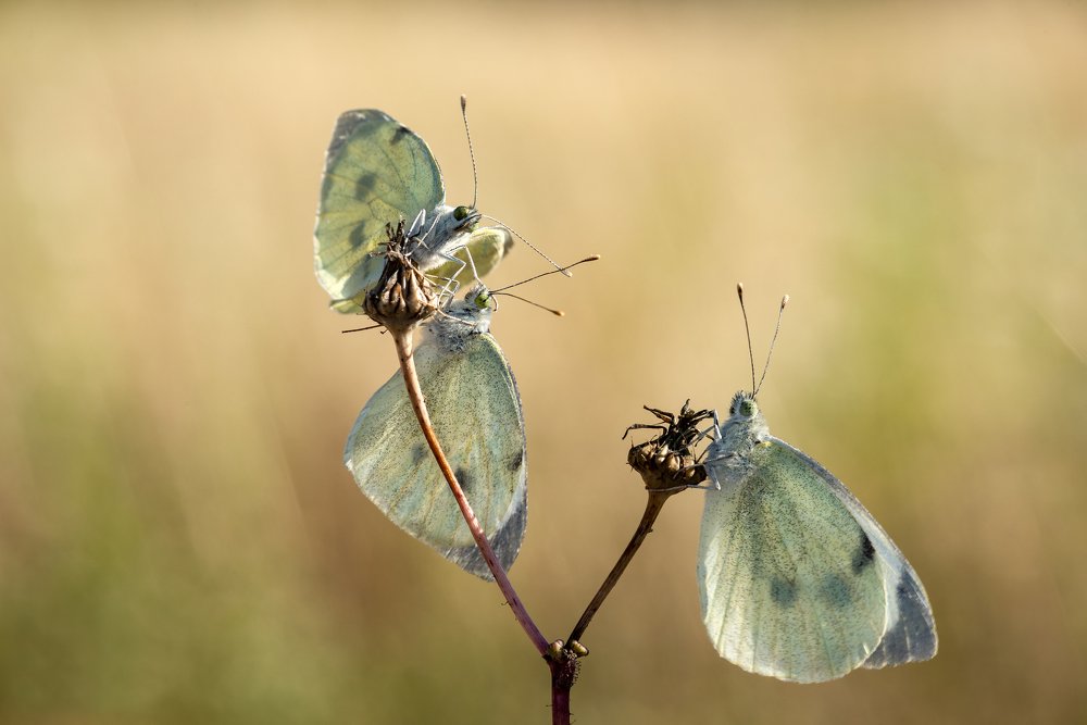 Photograph by Игорь ФУММ