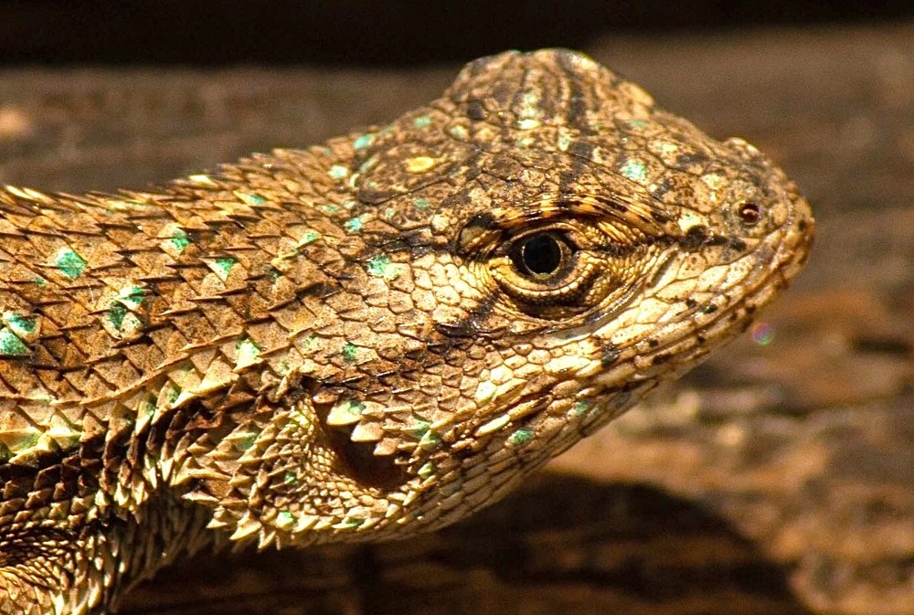 Photograph by Robert Lugibihl