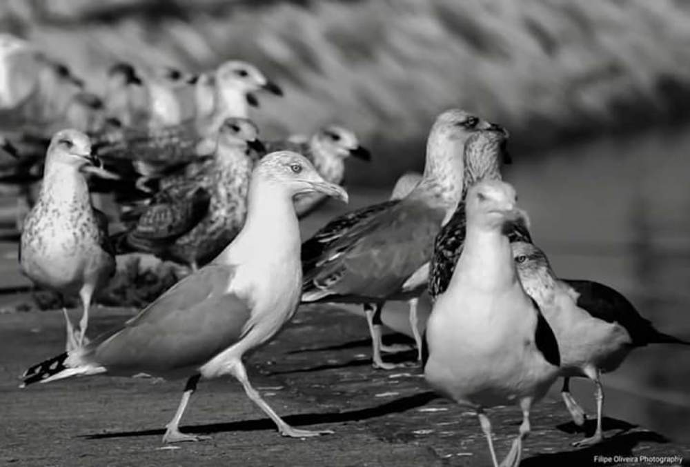 Photograph by Filipe de Oliveira