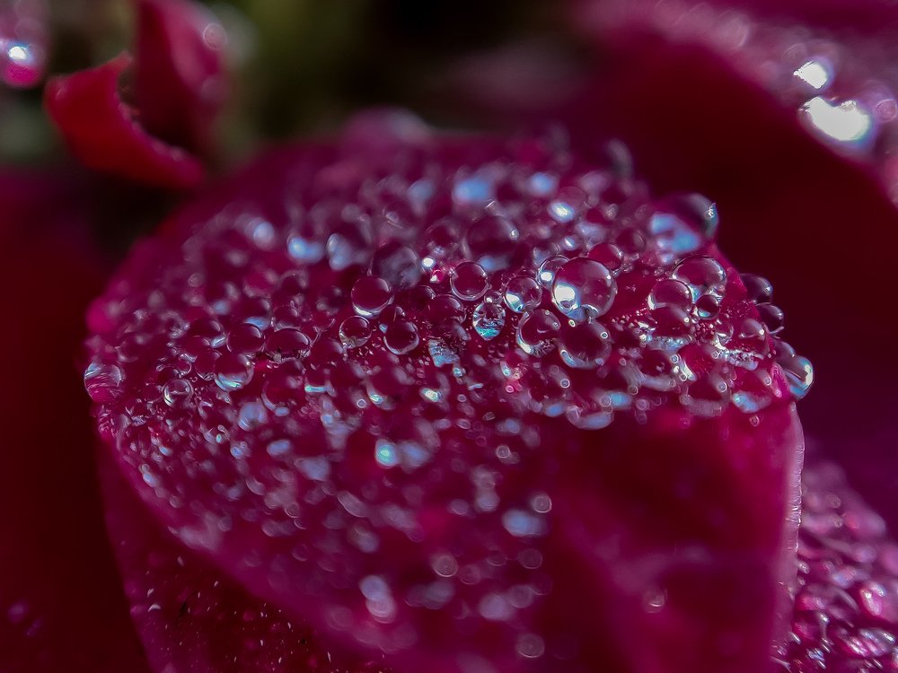 Droplets On Flower