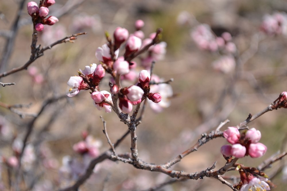 Photograph by Алёна Пестерева