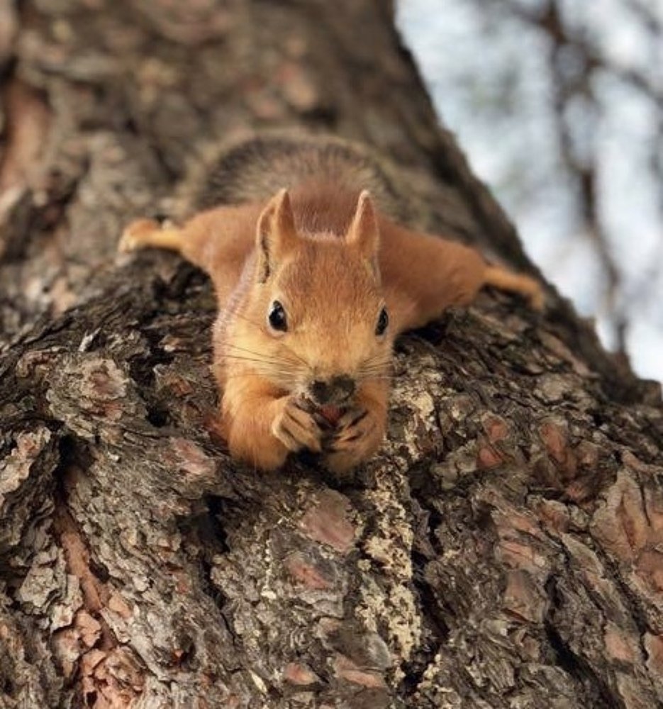 Photograph by Елена Ломова