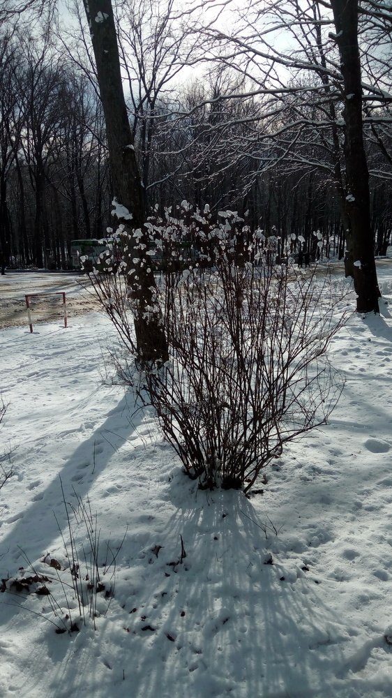 Photo #4290225