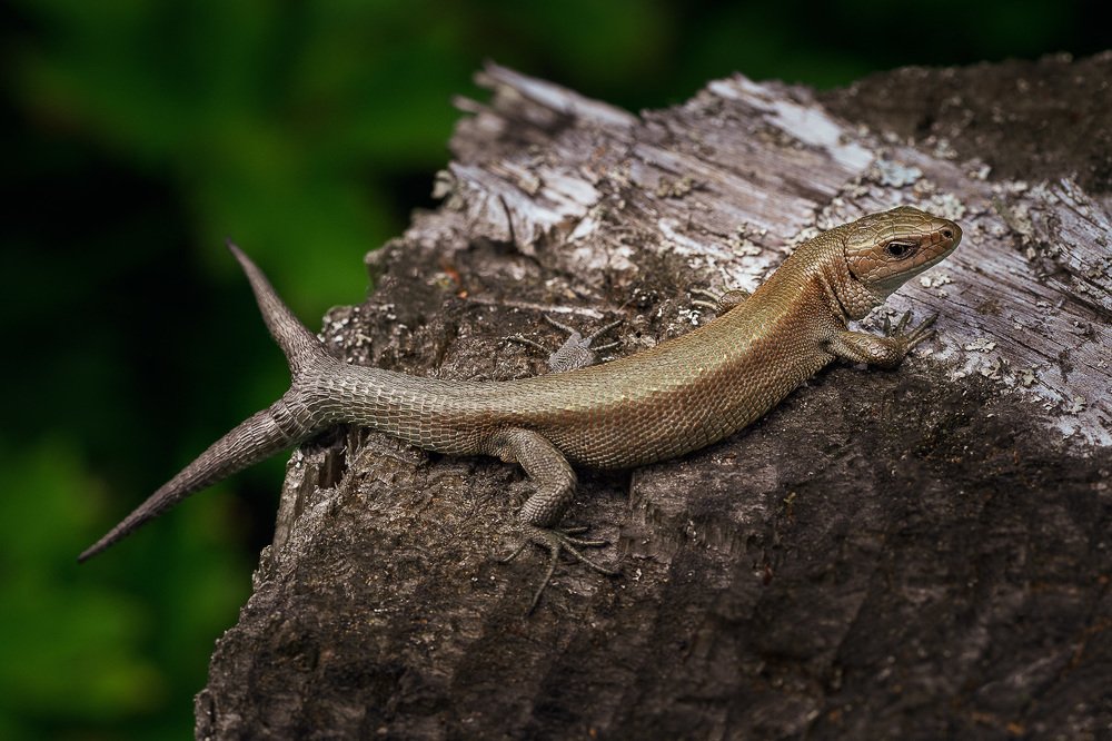 Ящерка-акула.