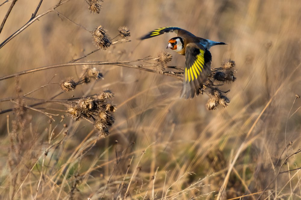 Photograph by Александр Абросимов