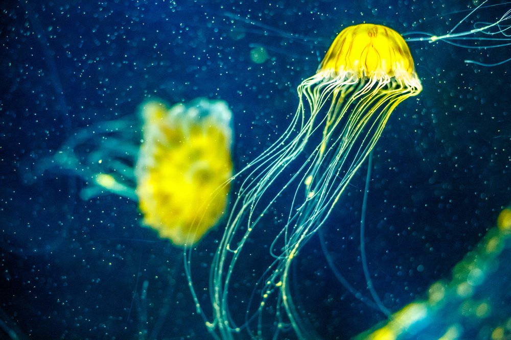 Photograph by Алексей Зотов