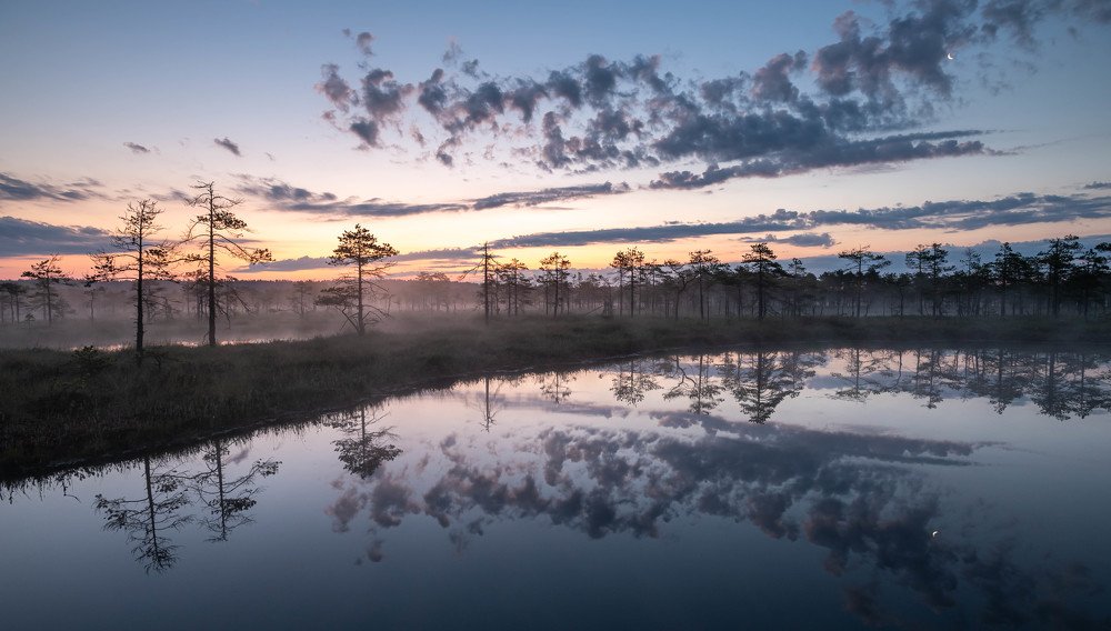 раннее утро на болоте