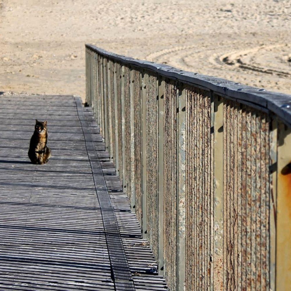 Репортажная фотография.