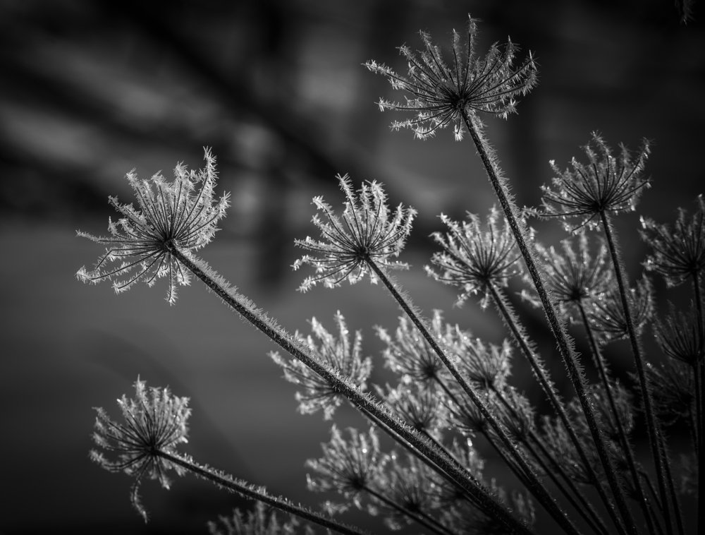 Photograph by Даркина Дарья