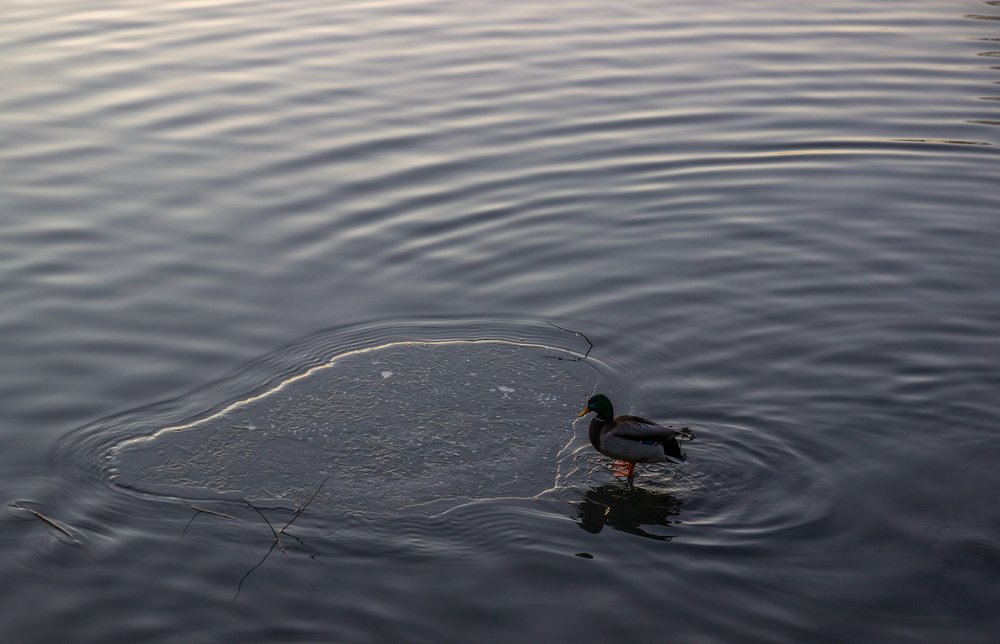 утка на льду