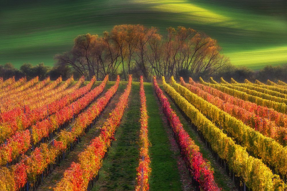 Осень в Южной Моравии