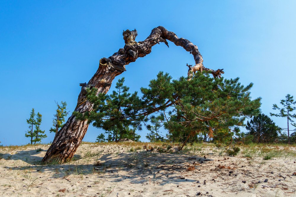 Геометрия в природе.