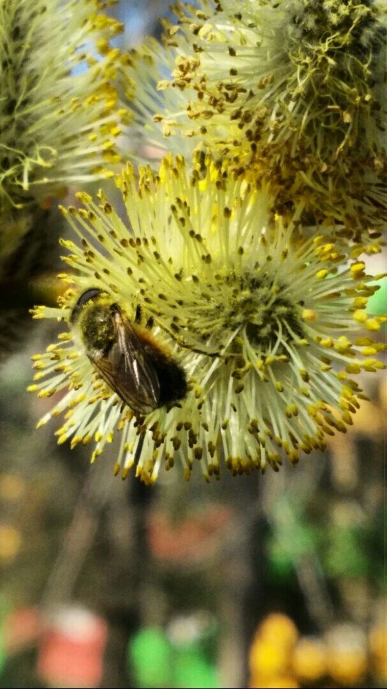 Пчелиные хлопоты