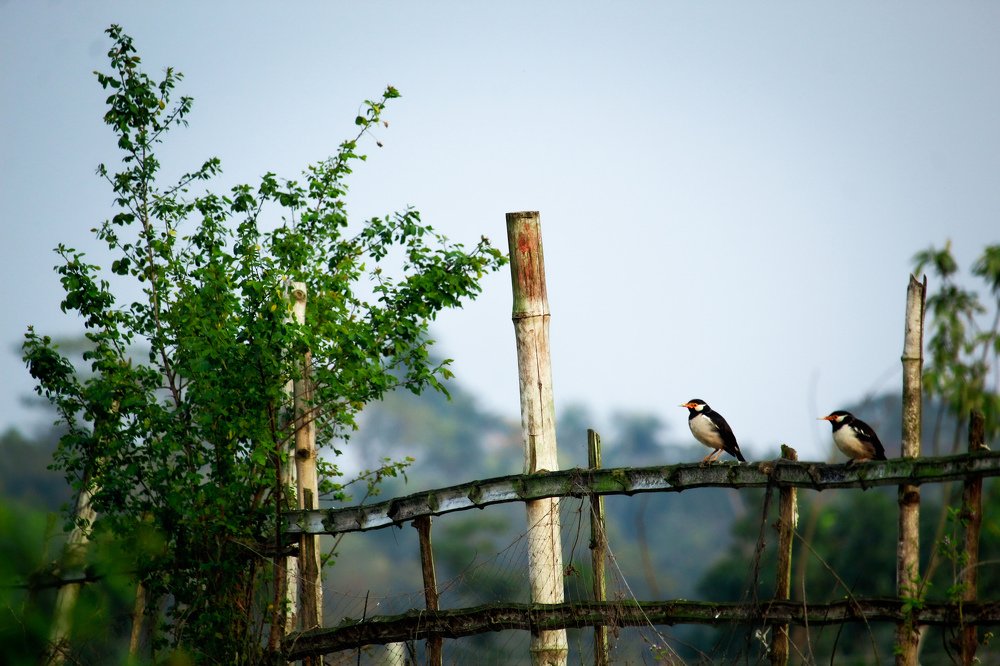 Photograph by joy mondal