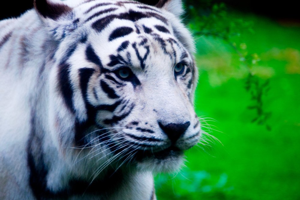 Photograph by Richard Balabarcon