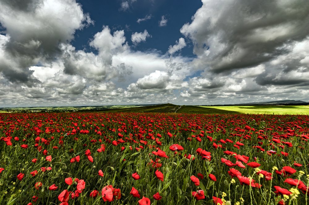 Маковые просторы Крыма