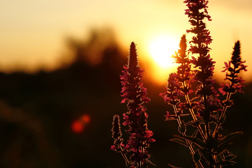 Фотография автора Сыч Римма