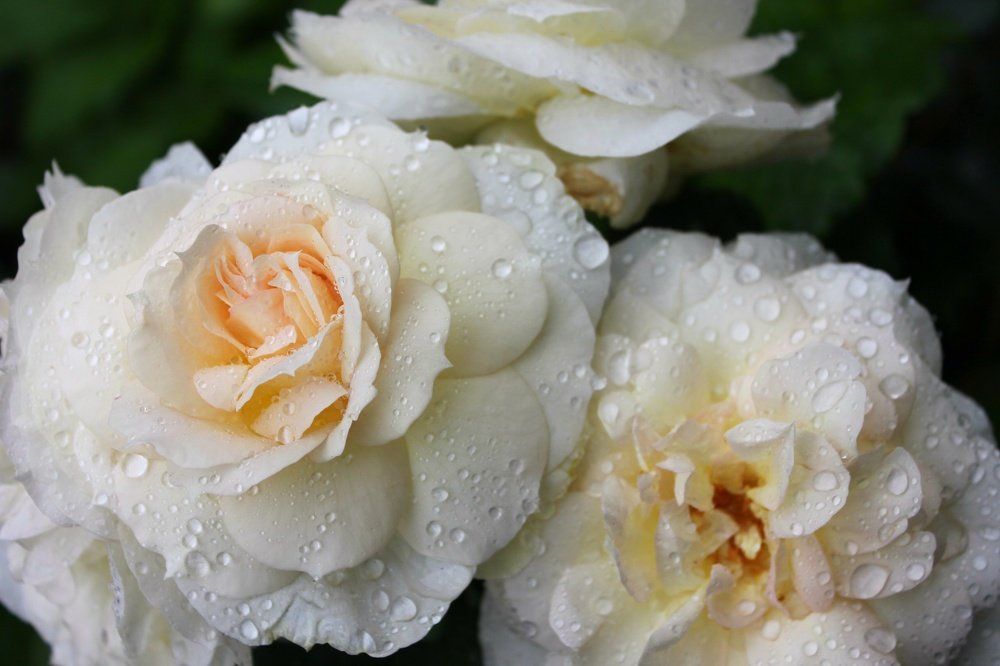 Слезы единорога