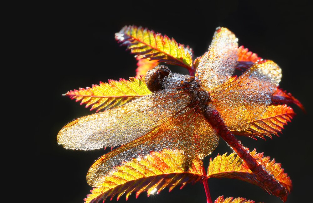 Фотография автора Иван Науменко