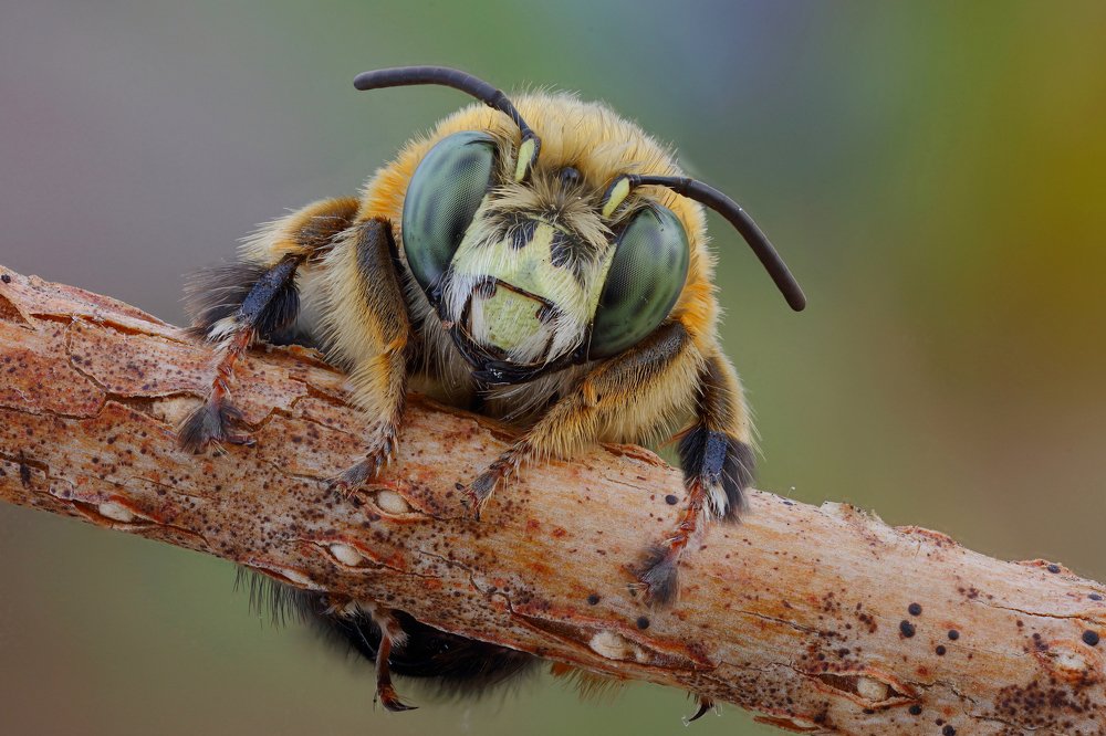 Фотография автора Иван Науменко